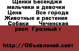 Щенки Басенджи ,мальчики и девочки › Цена ­ 1 - Все города Животные и растения » Собаки   . Чеченская респ.,Грозный г.